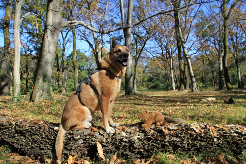 f:id:mamimami_LA:20161202120553j:plain