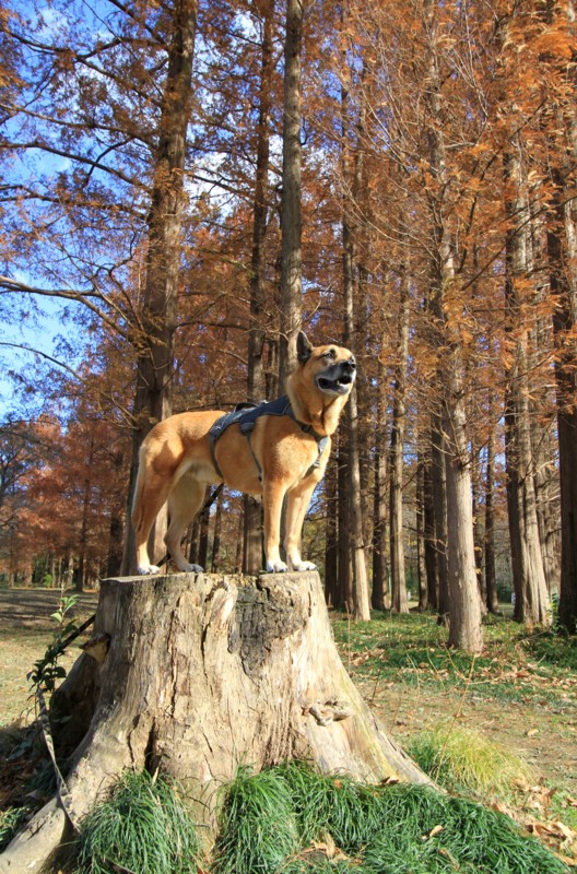 f:id:mamimami_LA:20161206103610j:plain