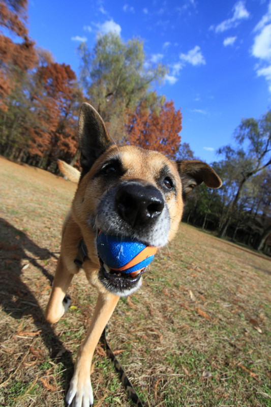 f:id:mamimami_LA:20161206104227j:plain