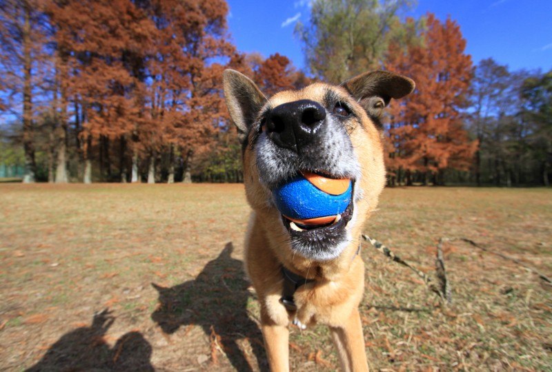 f:id:mamimami_LA:20161206104243j:plain