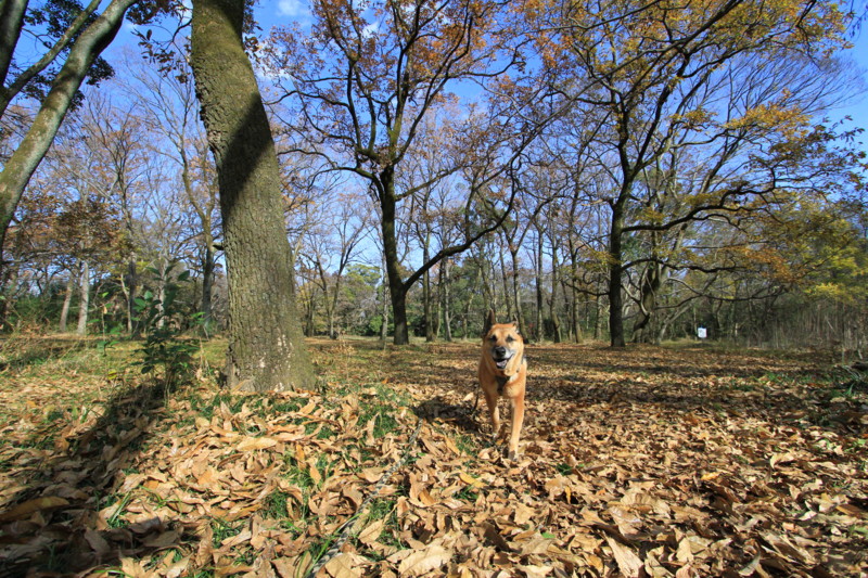 f:id:mamimami_LA:20161206105029j:plain