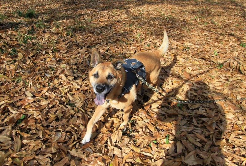 f:id:mamimami_LA:20161206105436j:plain