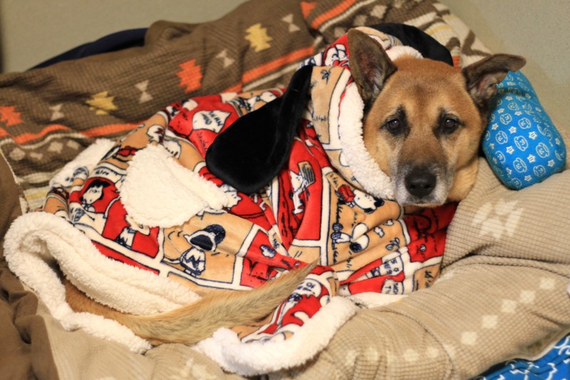 f:id:mamimami_LA:20161207195148j:plain