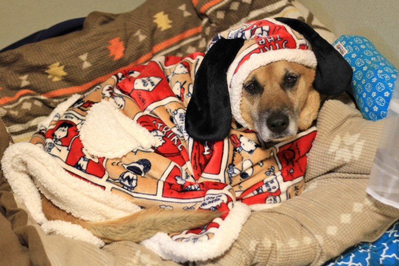 f:id:mamimami_LA:20161207195224j:plain