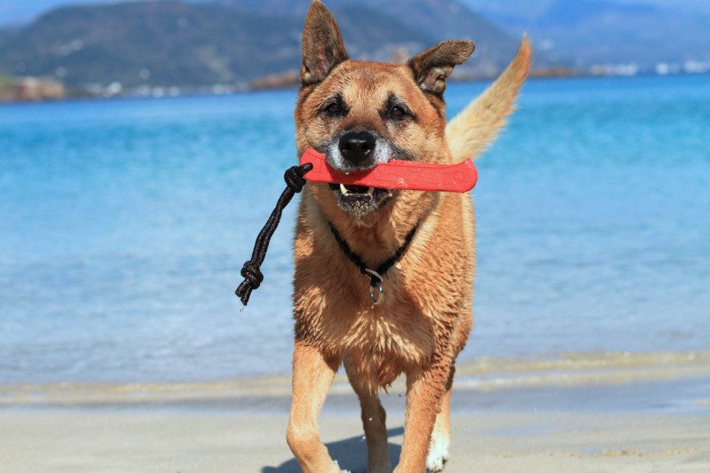 f:id:mamimami_LA:20161209114030j:plain f:id:mamimami_LA:20161209114030j:plain