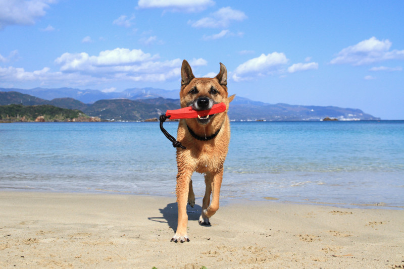 f:id:mamimami_LA:20161209114141j:plain f:id:mamimami_LA:20161209114141j:plain