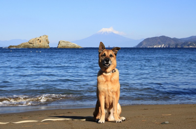 f:id:mamimami_LA:20161210100434j:plain f:id:mamimami_LA:20161210100434j:plain