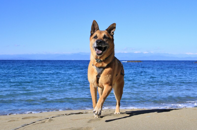 f:id:mamimami_LA:20161210112247j:plain f:id:mamimami_LA:20161210112247j:plain