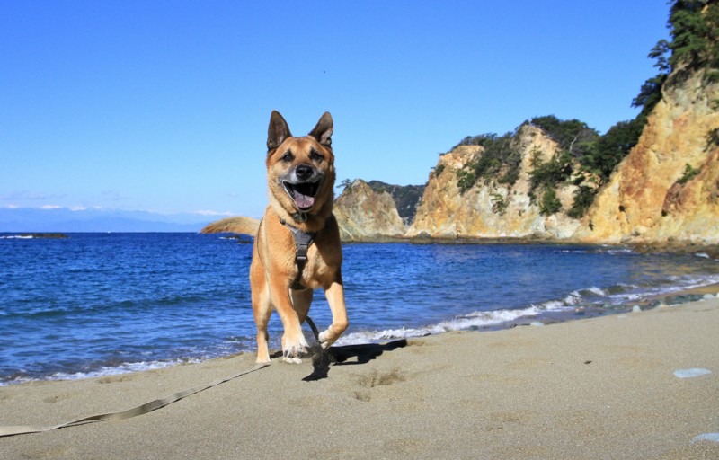 f:id:mamimami_LA:20161210112329j:plain f:id:mamimami_LA:20161210112329j:plain