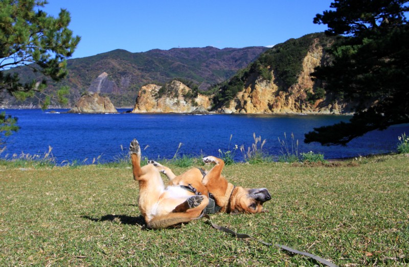 f:id:mamimami_LA:20161210113632j:plain f:id:mamimami_LA:20161210113632j:plain