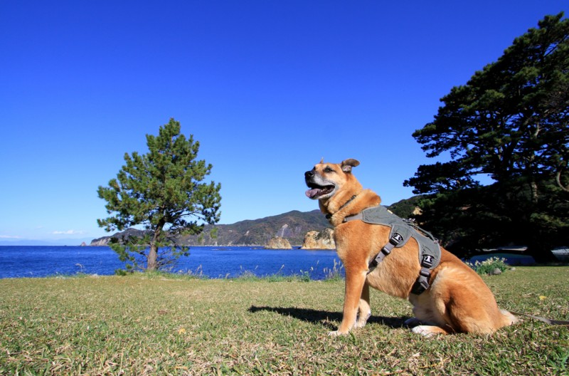 f:id:mamimami_LA:20161210113835j:plain f:id:mamimami_LA:20161210113835j:plain