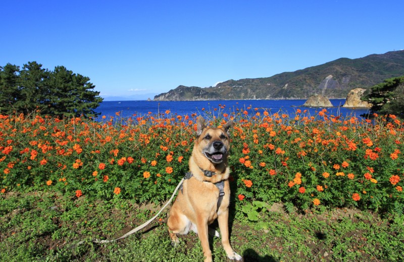 f:id:mamimami_LA:20161210115300j:plain f:id:mamimami_LA:20161210115300j:plain