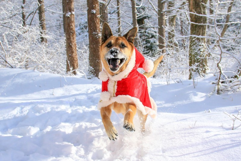 f:id:mamimami_LA:20161230084541j:plain