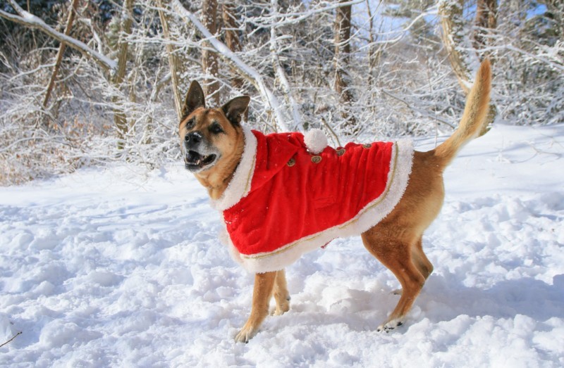 f:id:mamimami_LA:20161230092036j:plain f:id:mamimami_LA:20161230092036j:plain