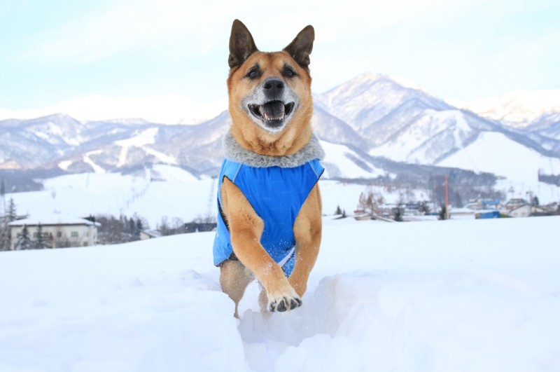 f:id:mamimami_LA:20170120080645j:plain f:id:mamimami_LA:20170120080645j:plain