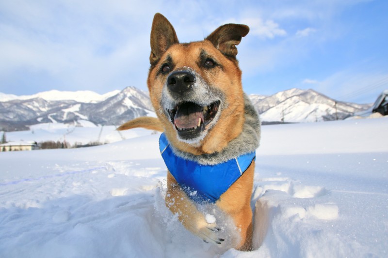 f:id:mamimami_LA:20170120083937j:plain f:id:mamimami_LA:20170120083937j:plain