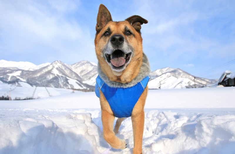 f:id:mamimami_LA:20170120084347j:plain f:id:mamimami_LA:20170120084347j:plain