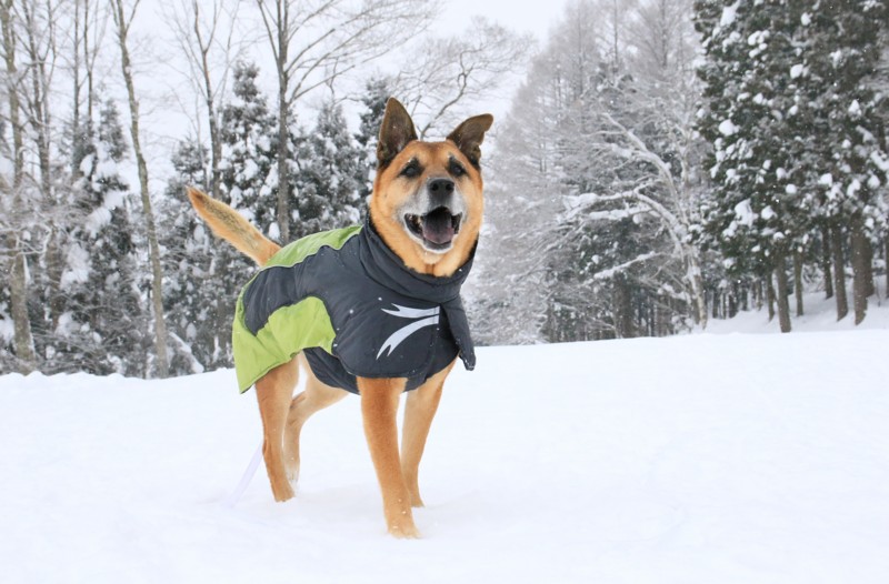 f:id:mamimami_LA:20170120141039j:plain f:id:mamimami_LA:20170120141039j:plain