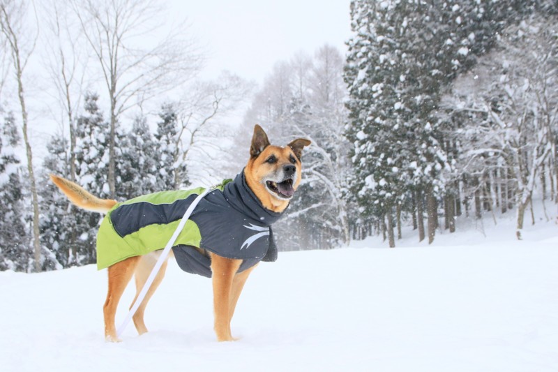 f:id:mamimami_LA:20170120141238j:plain f:id:mamimami_LA:20170120141238j:plain