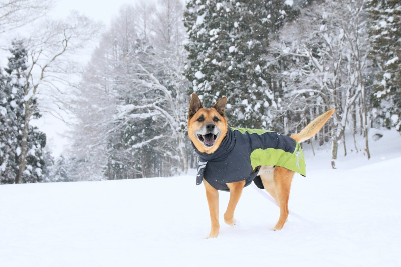 f:id:mamimami_LA:20170120141259j:plain f:id:mamimami_LA:20170120141259j:plain