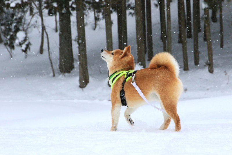 f:id:mamimami_LA:20170120142616j:plain f:id:mamimami_LA:20170120142616j:plain