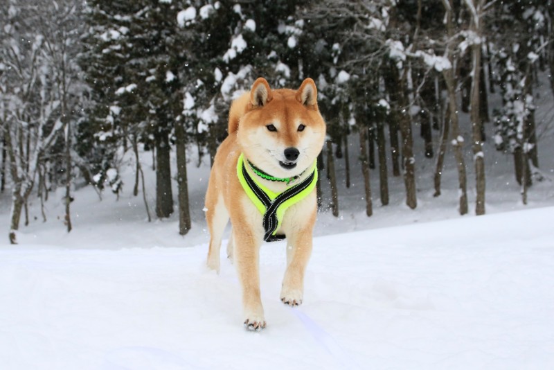 f:id:mamimami_LA:20170120142622j:plain f:id:mamimami_LA:20170120142622j:plain