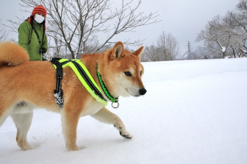 f:id:mamimami_LA:20170120144802j:plain f:id:mamimami_LA:20170120144802j:plain