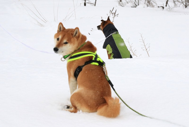 f:id:mamimami_LA:20170120145324j:plain f:id:mamimami_LA:20170120145324j:plain