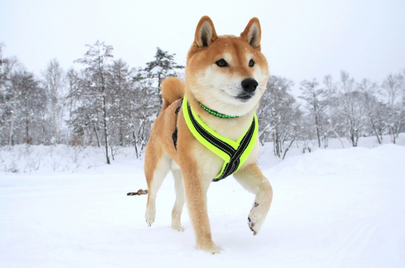 f:id:mamimami_LA:20170122104102j:plain f:id:mamimami_LA:20170122104102j:plain