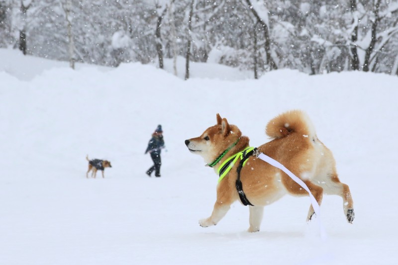 f:id:mamimami_LA:20170122104147j:plain f:id:mamimami_LA:20170122104147j:plain