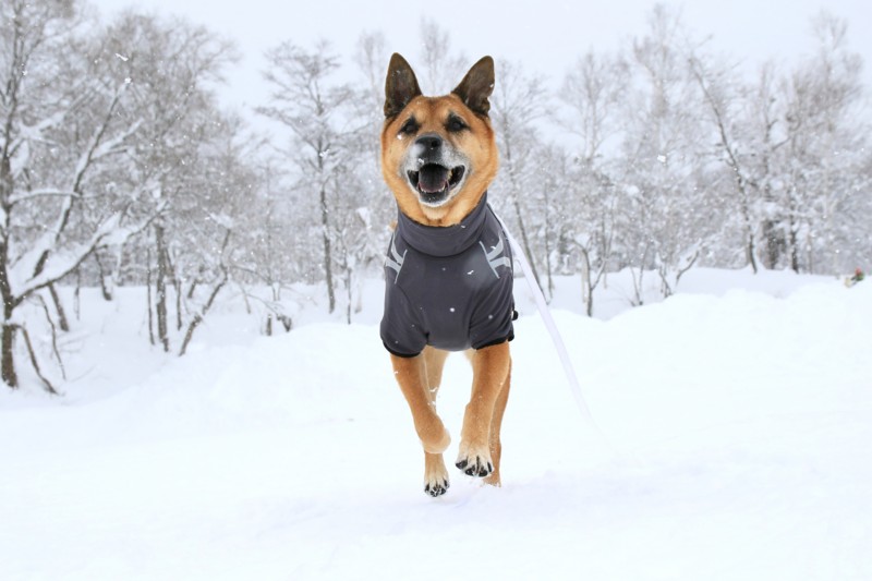 f:id:mamimami_LA:20170122110319j:plain f:id:mamimami_LA:20170122110319j:plain