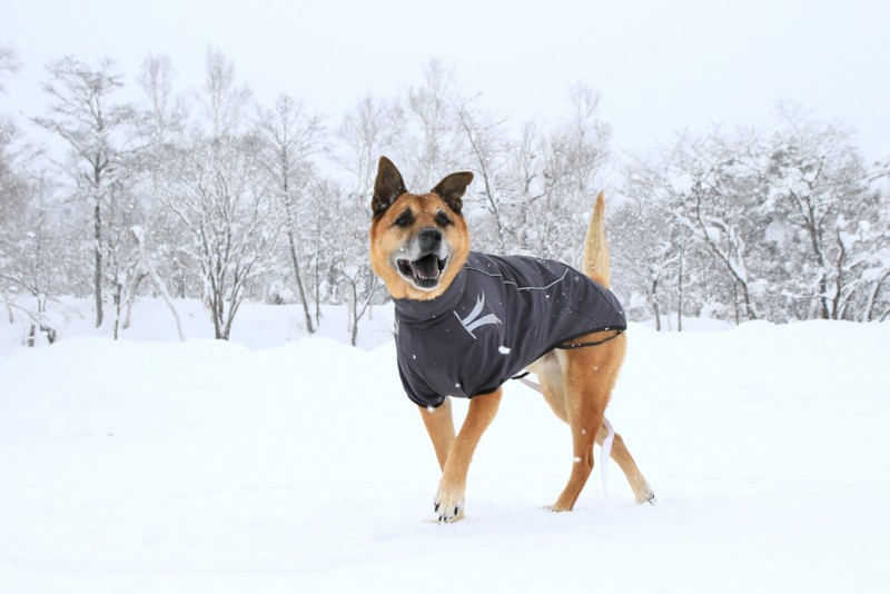 f:id:mamimami_LA:20170122110440j:plain f:id:mamimami_LA:20170122110440j:plain