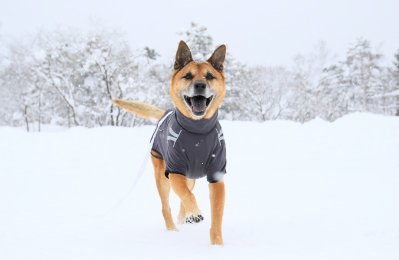 f:id:mamimami_LA:20170122110839j:plain f:id:mamimami_LA:20170122110839j:plain