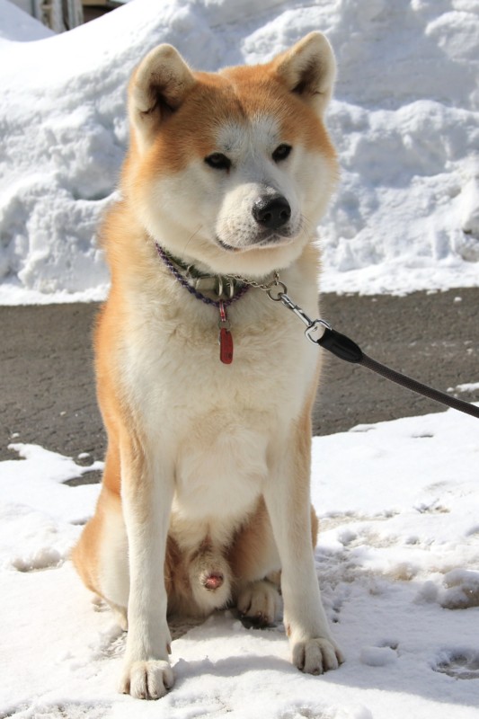 f:id:mamimami_LA:20170225112126j:plain