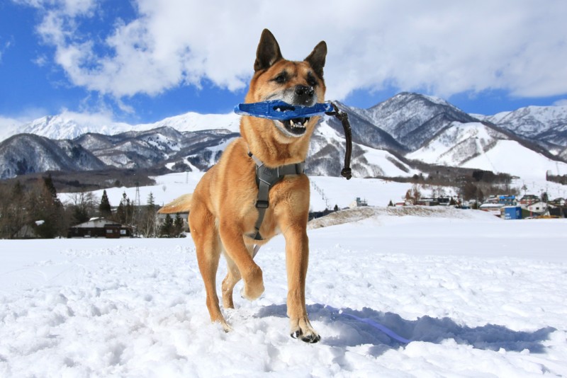 f:id:mamimami_LA:20170225122058j:plain