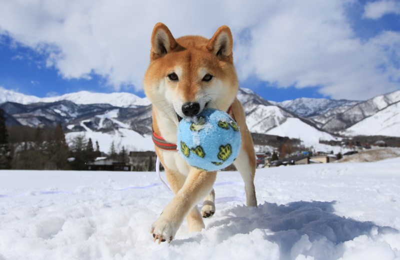 f:id:mamimami_LA:20170225124221j:plain