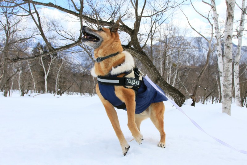 f:id:mamimami_LA:20170226103925j:plain