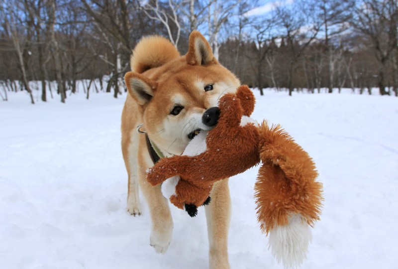 f:id:mamimami_LA:20170226104702j:plain