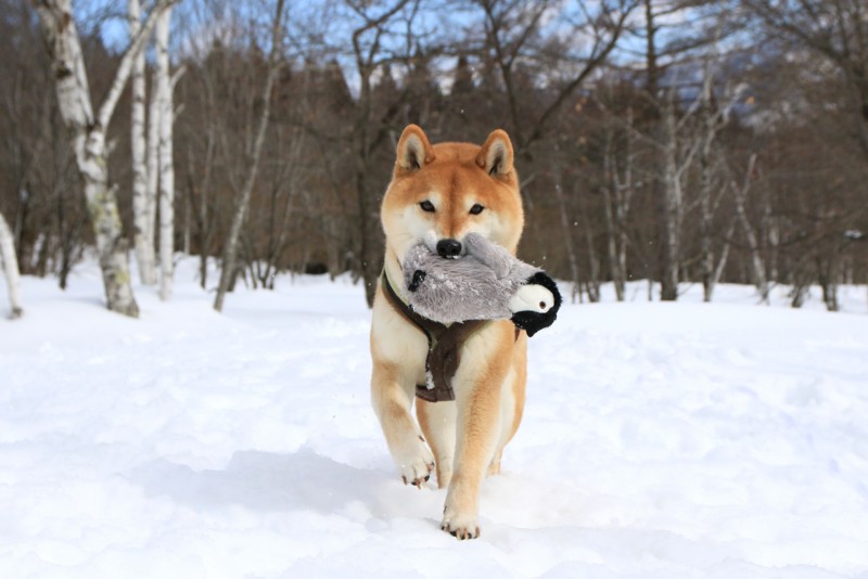 f:id:mamimami_LA:20170226104950j:plain