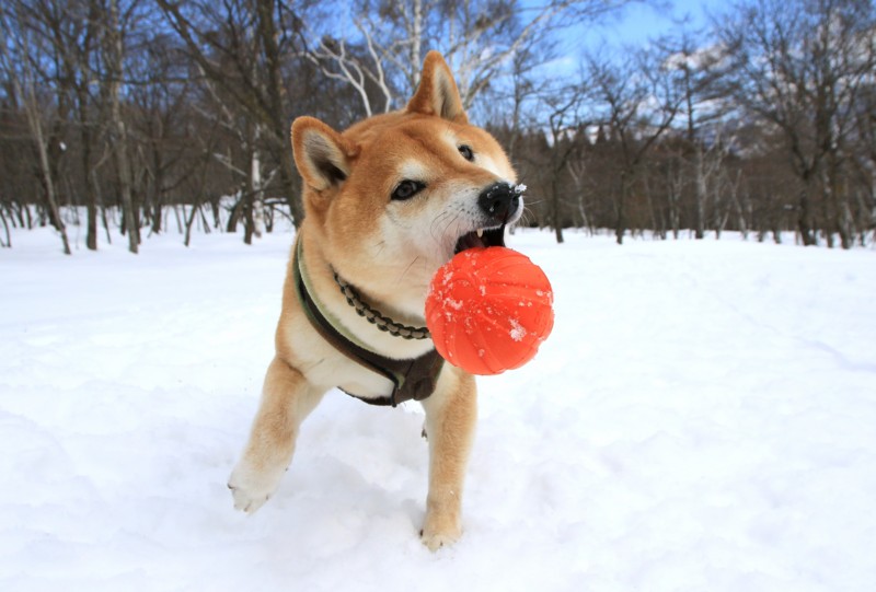 f:id:mamimami_LA:20170226105210j:plain