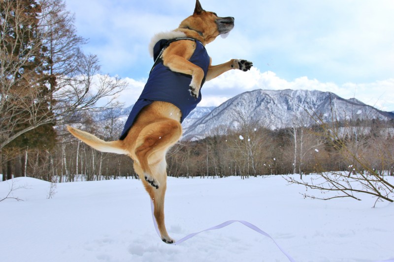 f:id:mamimami_LA:20170226111506j:plain