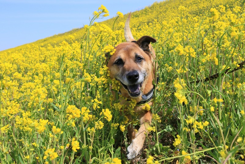 f:id:mamimami_LA:20170318105358j:plain