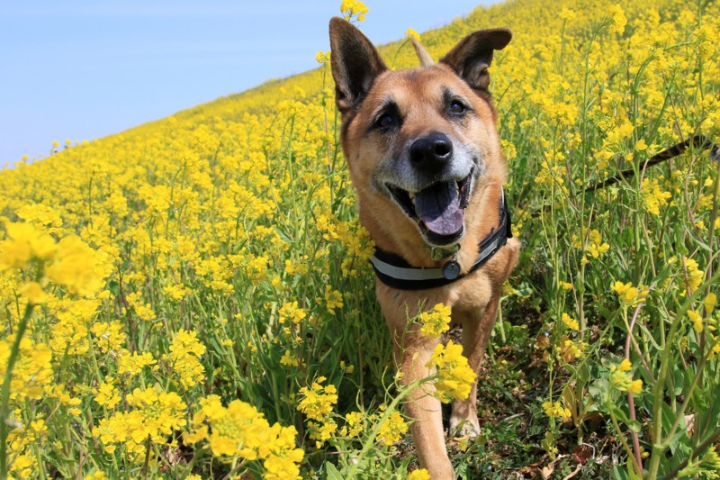 f:id:mamimami_LA:20170318105359j:plain