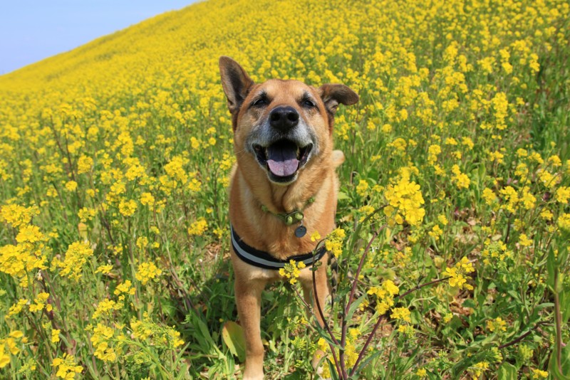 f:id:mamimami_LA:20170318113028j:plain