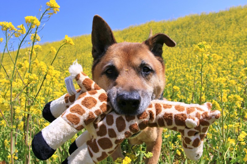 f:id:mamimami_LA:20170322112201j:plain