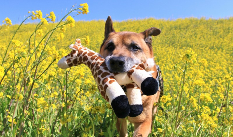 f:id:mamimami_LA:20170322112223j:plain