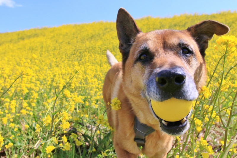 f:id:mamimami_LA:20170324104845j:plain