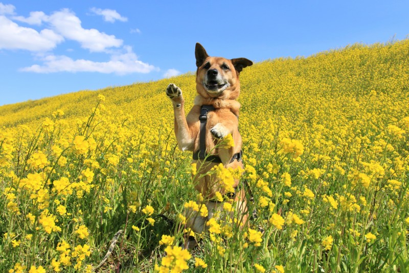 f:id:mamimami_LA:20170324110046j:plain