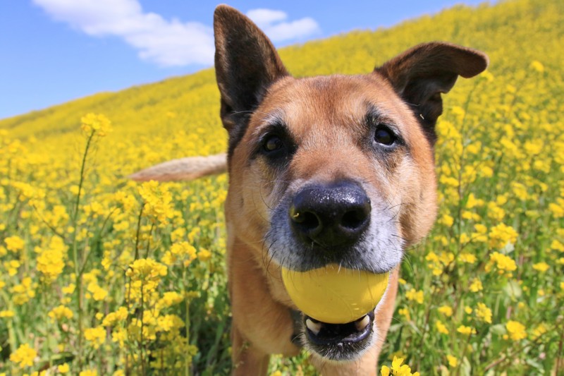 f:id:mamimami_LA:20170324110404j:plain