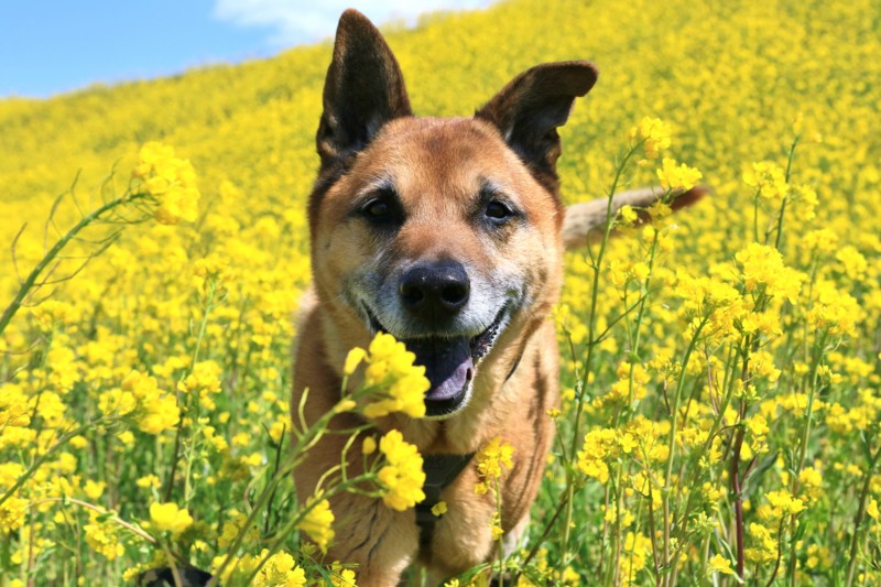 f:id:mamimami_LA:20170324110515j:plain